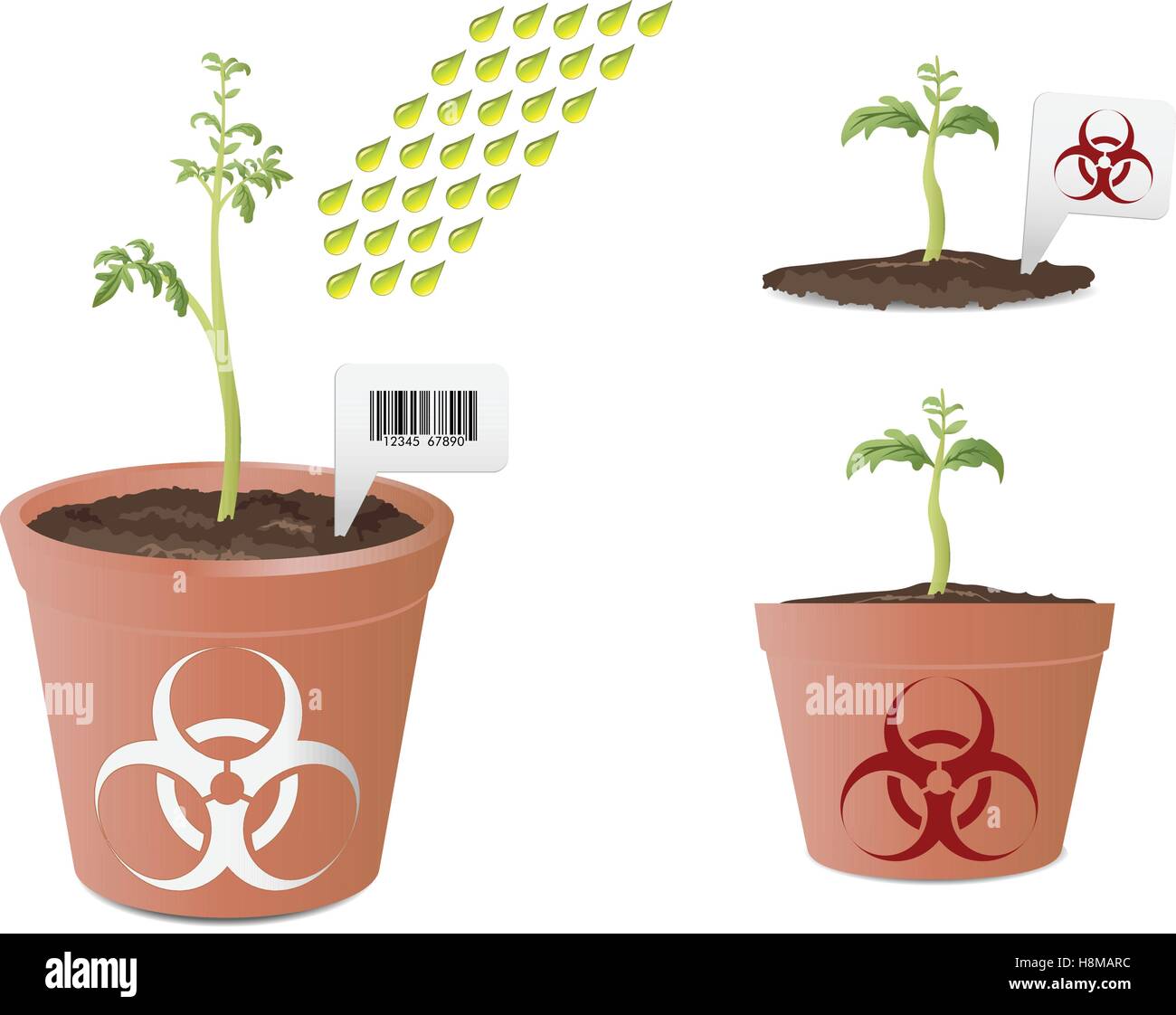 Organisme génétiquement modifié ; plante de tomate bio avec l'icône de danger dans des pots Illustration de Vecteur