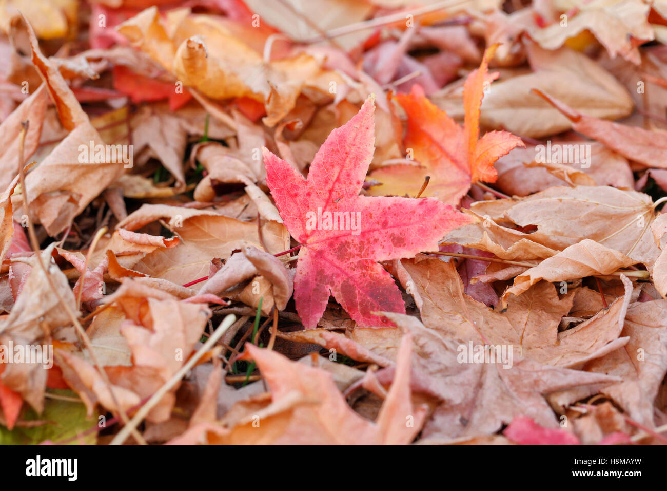 En automne les feuilles texturées colorées Banque D'Images