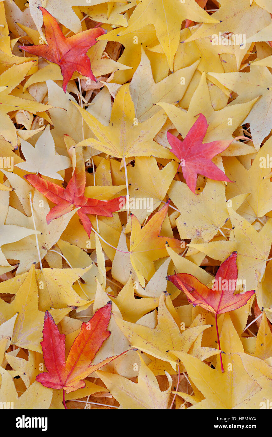 Texturé de couleur jaune et rouge feuilles en automne Banque D'Images