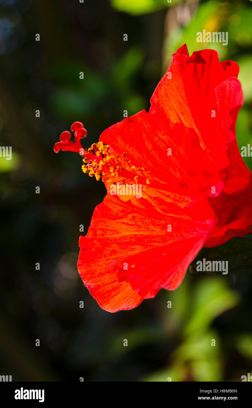 Fleur d'hibiscus, Anaike, Niue, le Pacifique Sud, l'Océanie Banque D'Images