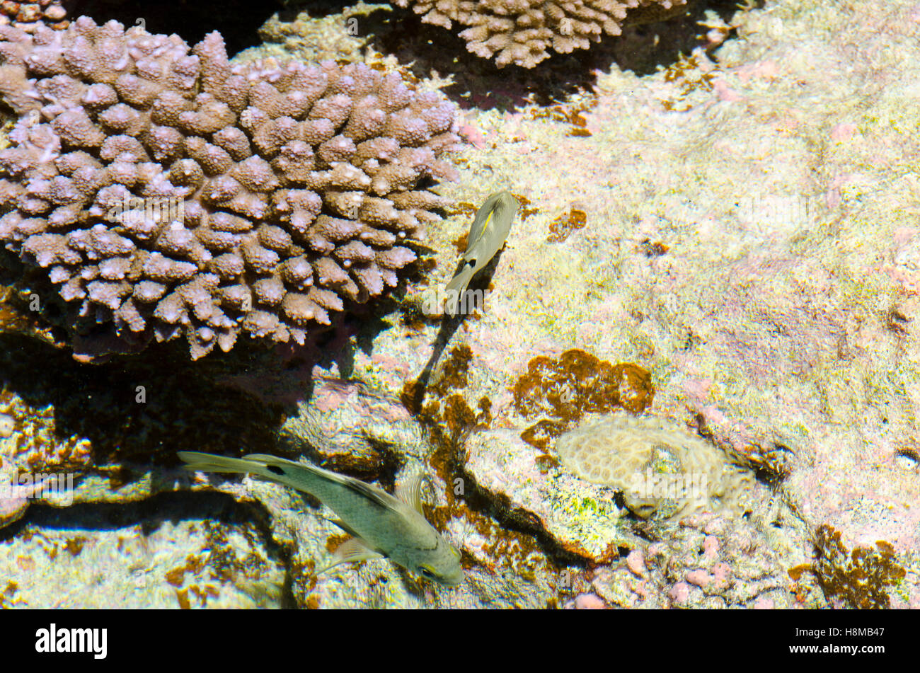 Coral reef, croissant sur Talava, Niue, le Pacifique Sud, l'Océanie Banque D'Images