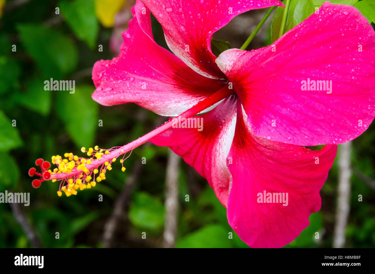 Fleur d'hibiscus, Liku, Niue, le Pacifique Sud, l'Océanie Banque D'Images
