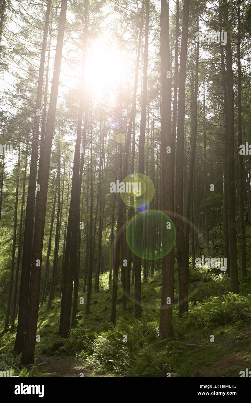 Woods en été Banque D'Images