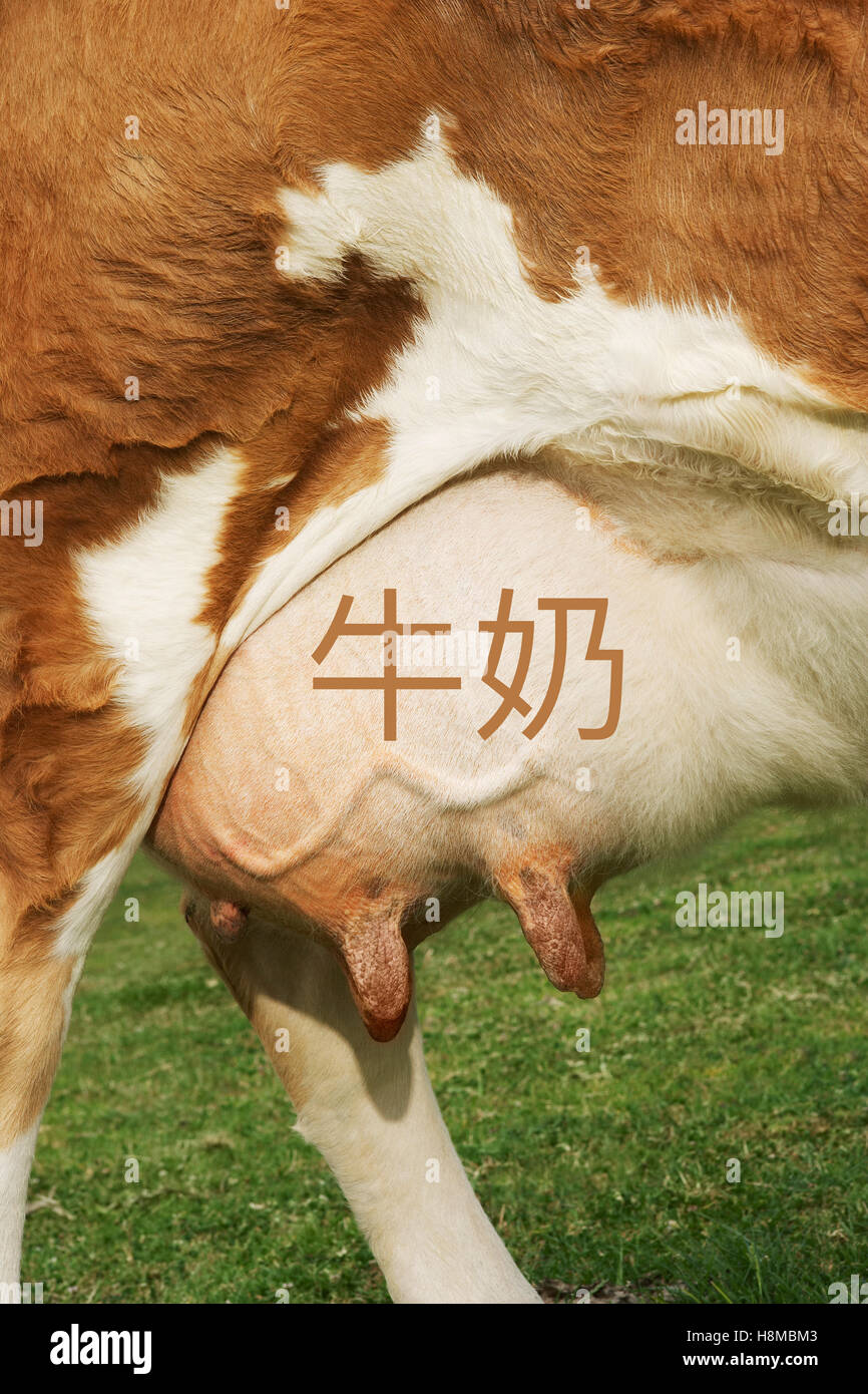 Gros plan extrême de vache brun pis avec l'écriture chinoise pour le lait Banque D'Images