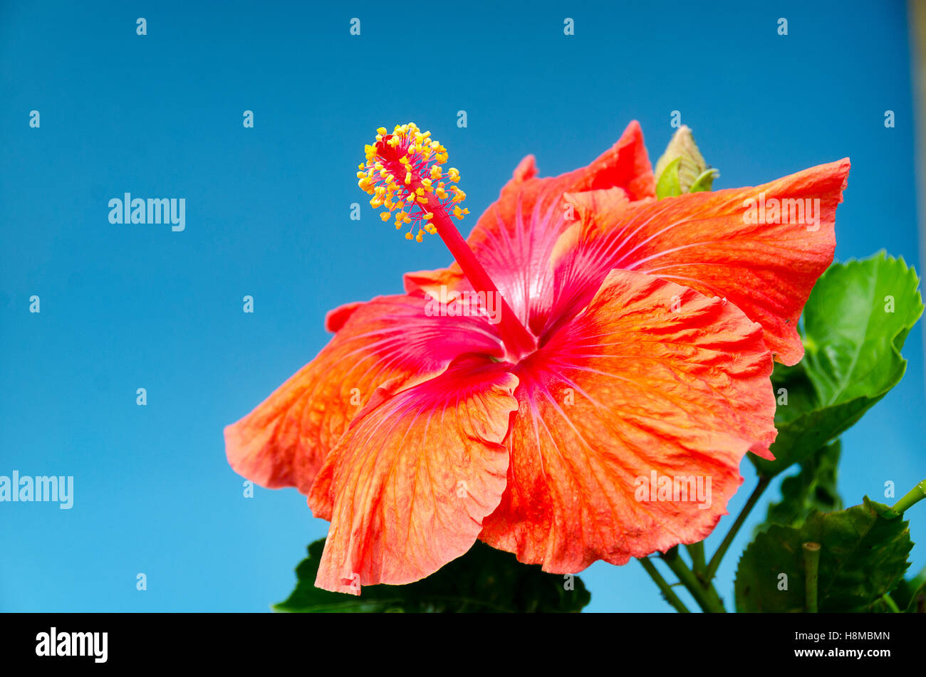 Fleur d'hibiscus, Tamakautoga, Niue, le Pacifique Sud, l'Océanie Banque D'Images