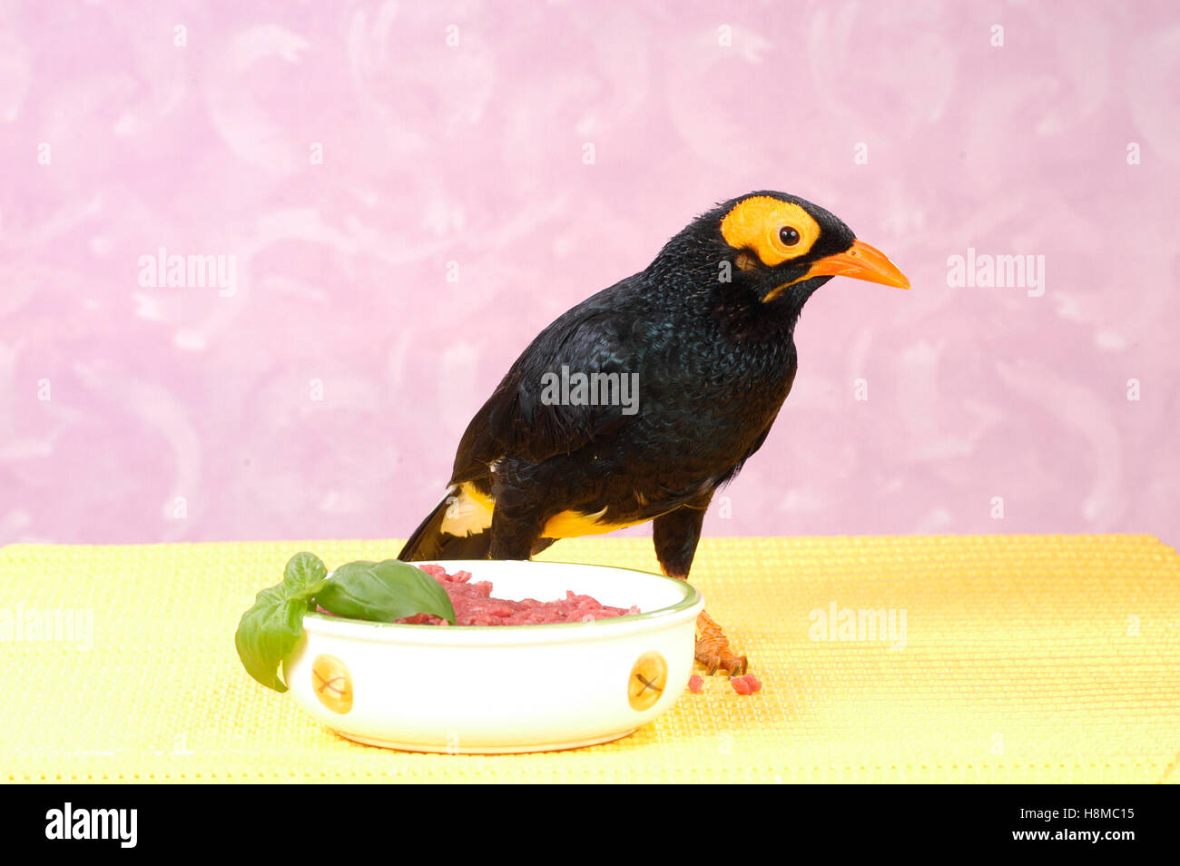 À face jaune, Mynah Mynah papoue (Mino dumontii). Les oiseaux adultes debout devant son bol d'alimentation. L'Allemagne.. Banque D'Images