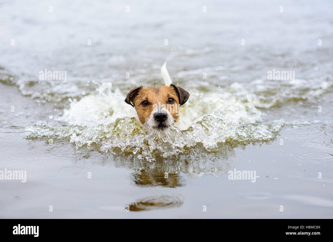 Natation en eau et de l'onde de chien à la caméra en Banque D'Images