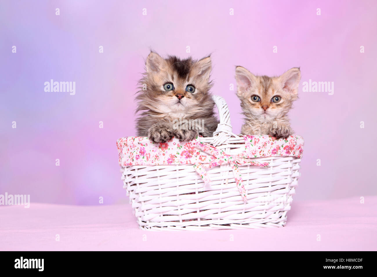 Selkirk Rex. Deux chatons (6 semaines) n un livre blanc panier. Studio photo contre un fond rose Banque D'Images