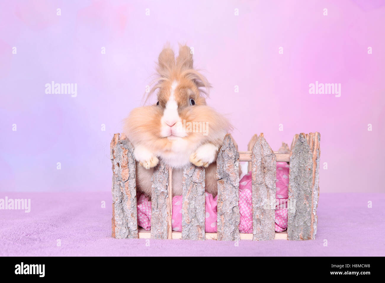 Lionhead rabbit à une clôture. Studio photo contre un fond rose Banque D'Images