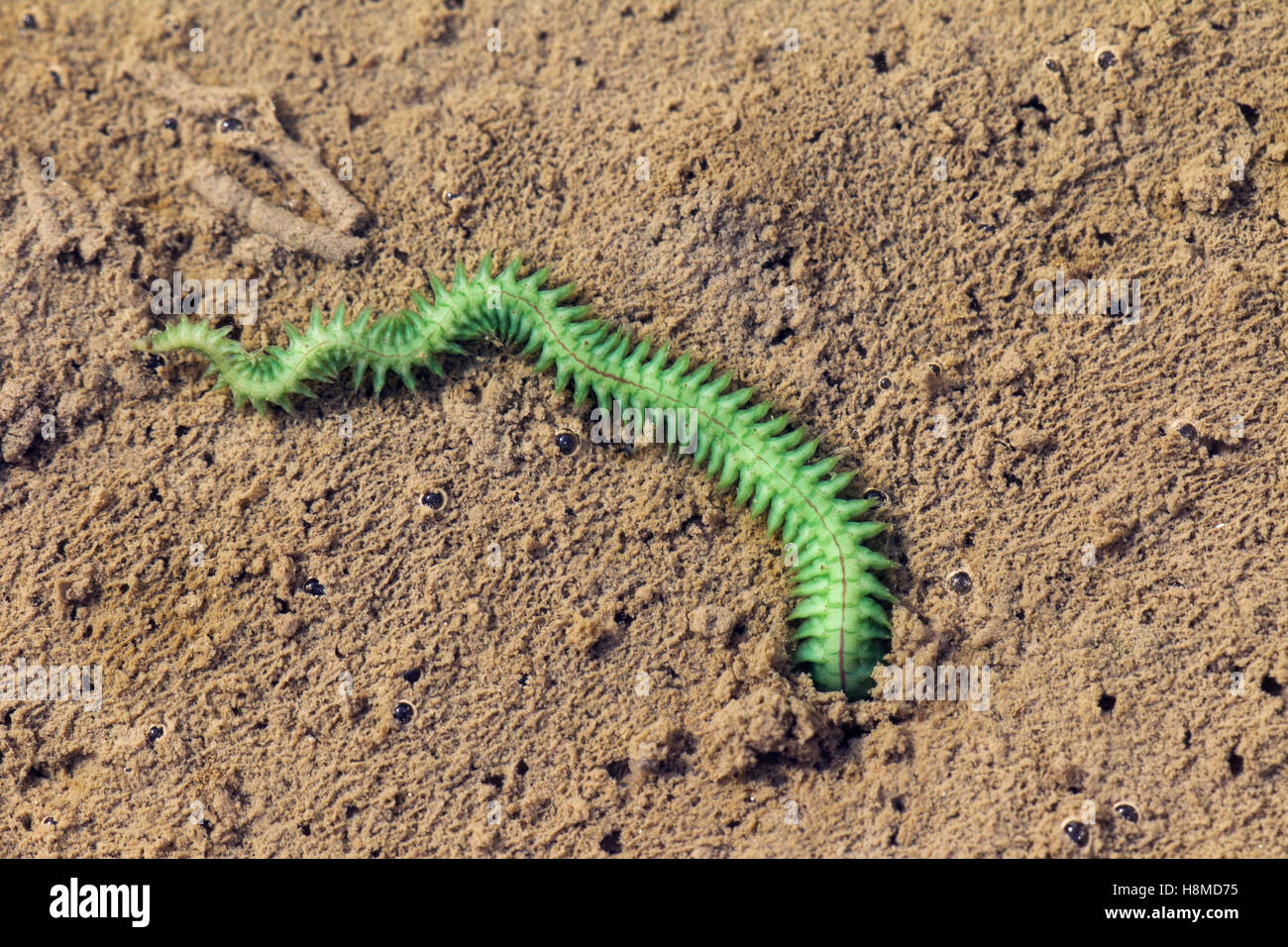 Ragworm commun (Nereis diversicolor). Mâle a changedits la couleur du noir au vert en saison de reproduction. Allemagne Banque D'Images
