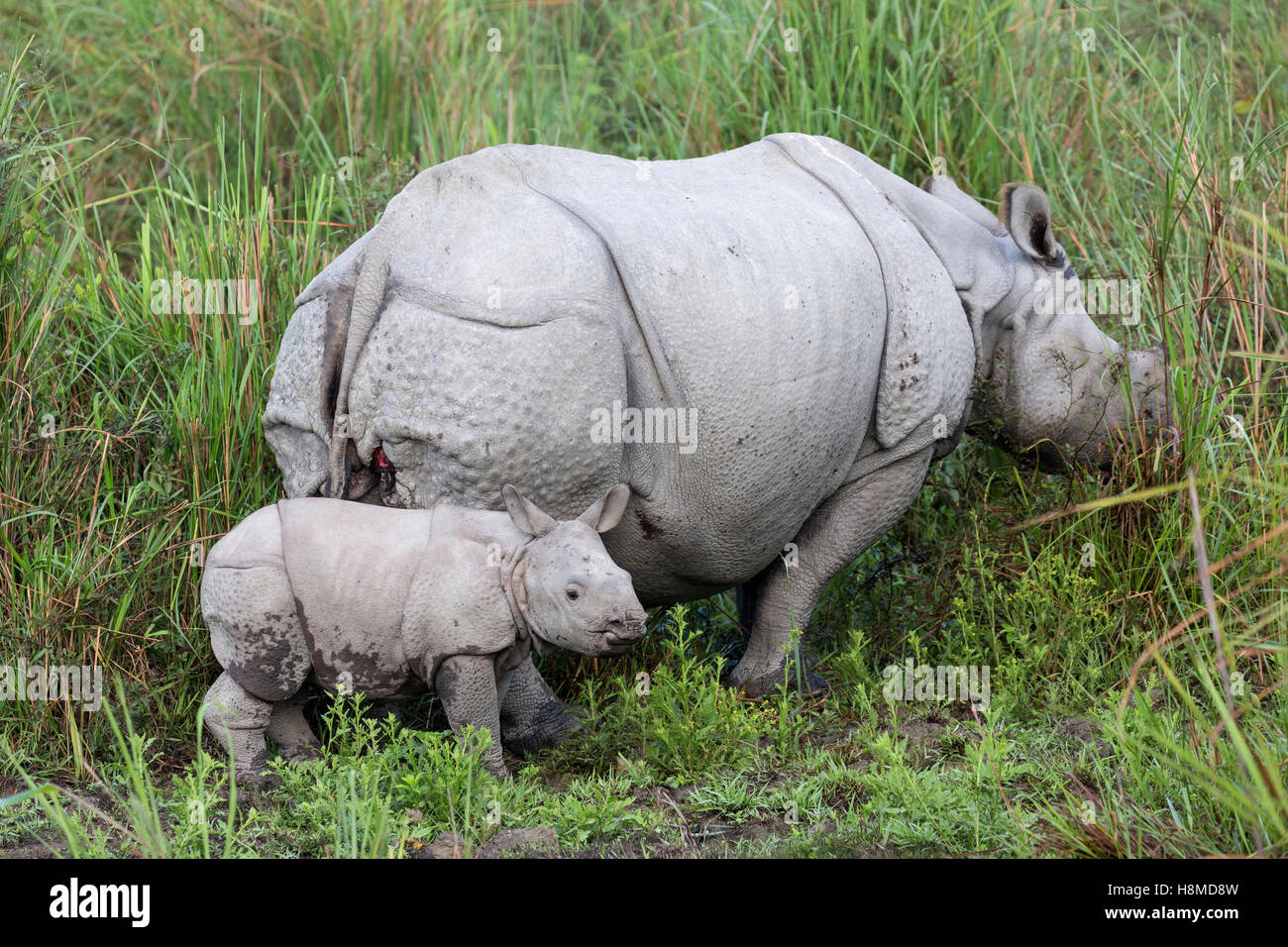 Le Rhinocéros indien (Rhinoceros unicornis). Les femmes et les jeunes en herbe de l'éléphant. Le parc national de Kaziranga, Inde Banque D'Images