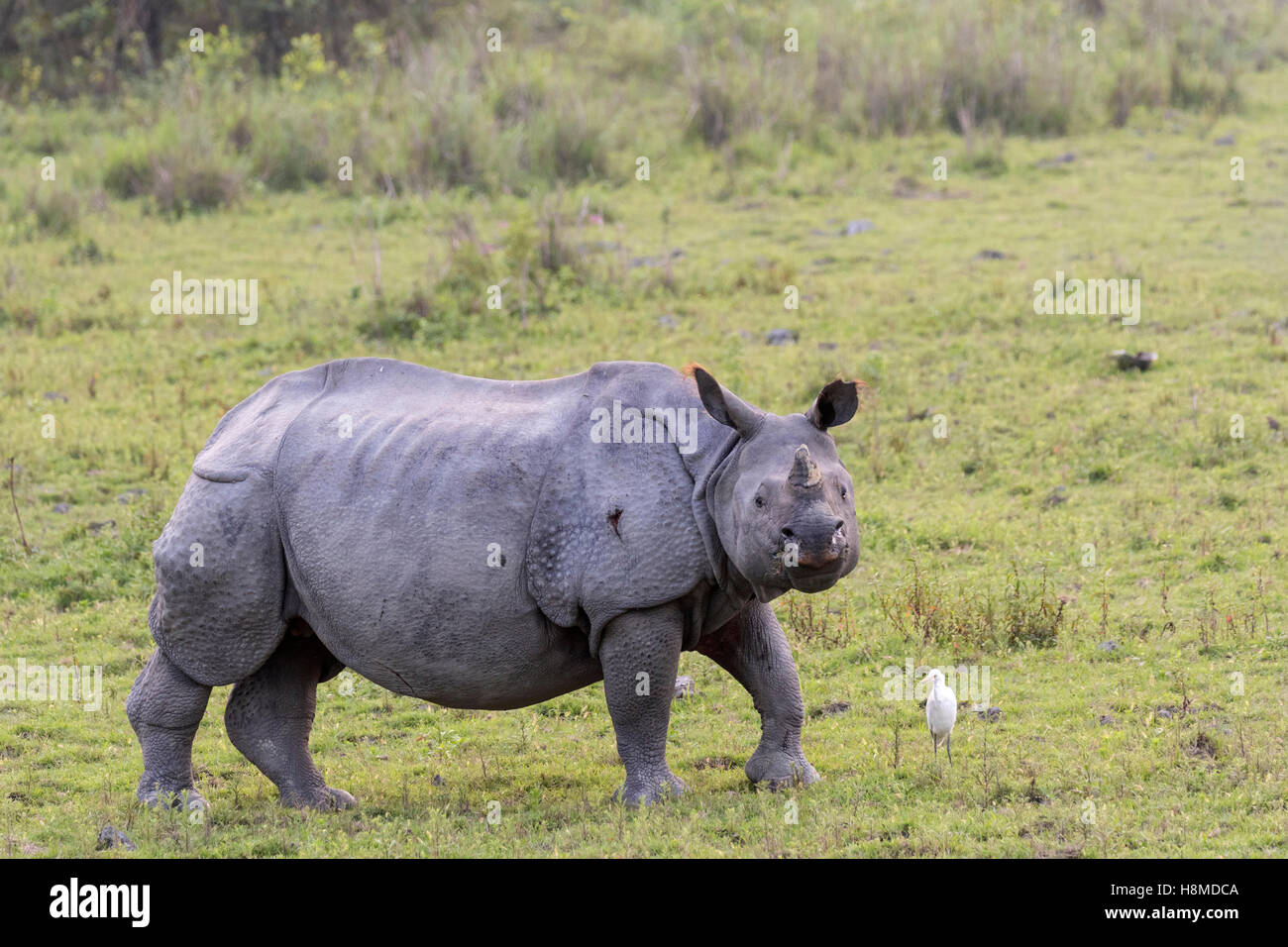 Le Rhinocéros indien (Rhinoceros unicornis). Des profils avec Héron garde-boeuf (Bubulcus ibis) sur l'herbe. Le parc national de Kaziranga, Inde Banque D'Images