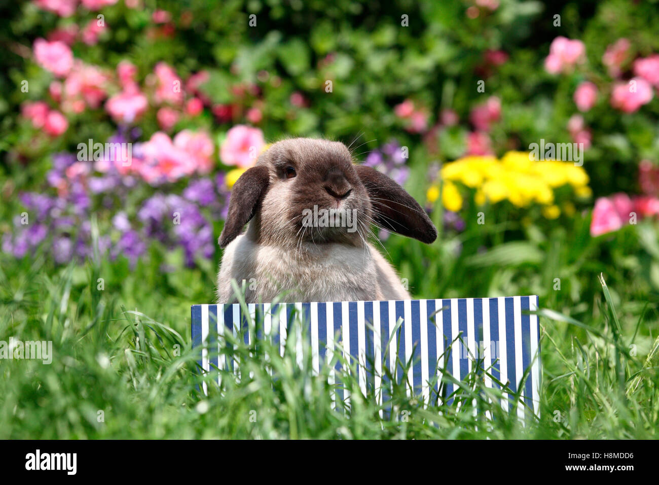 Lapin nain, Mini-Lop. Séance adultes de couleur bleu-et-blanc rayé fort dans un jardin. Allemagne Banque D'Images
