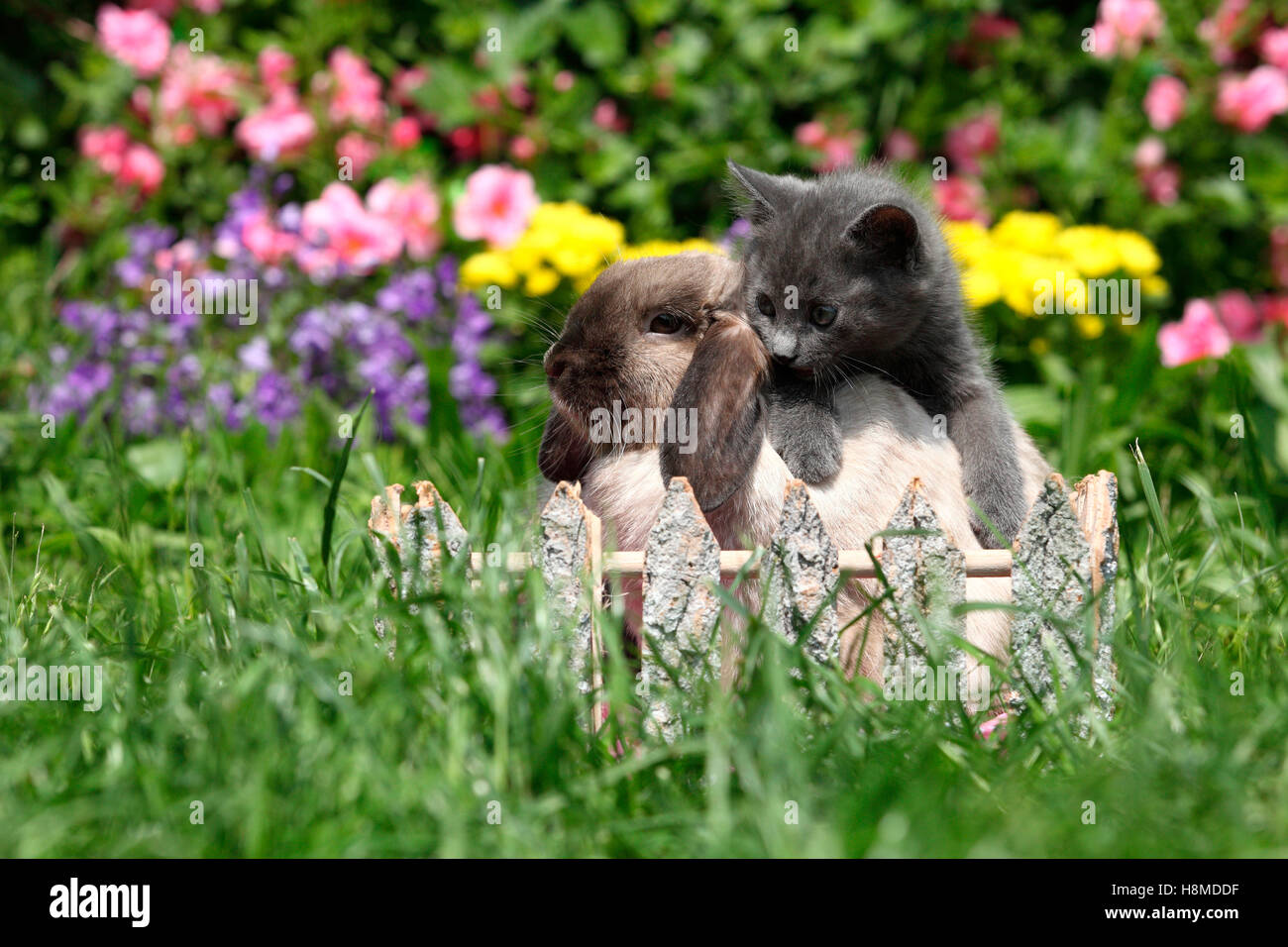 Chat domestique et lapin nain. Chaton (6 semaines) et d'un mini-lop assis derrière une petite clôture en bois dans un jardin. Allemagne Banque D'Images