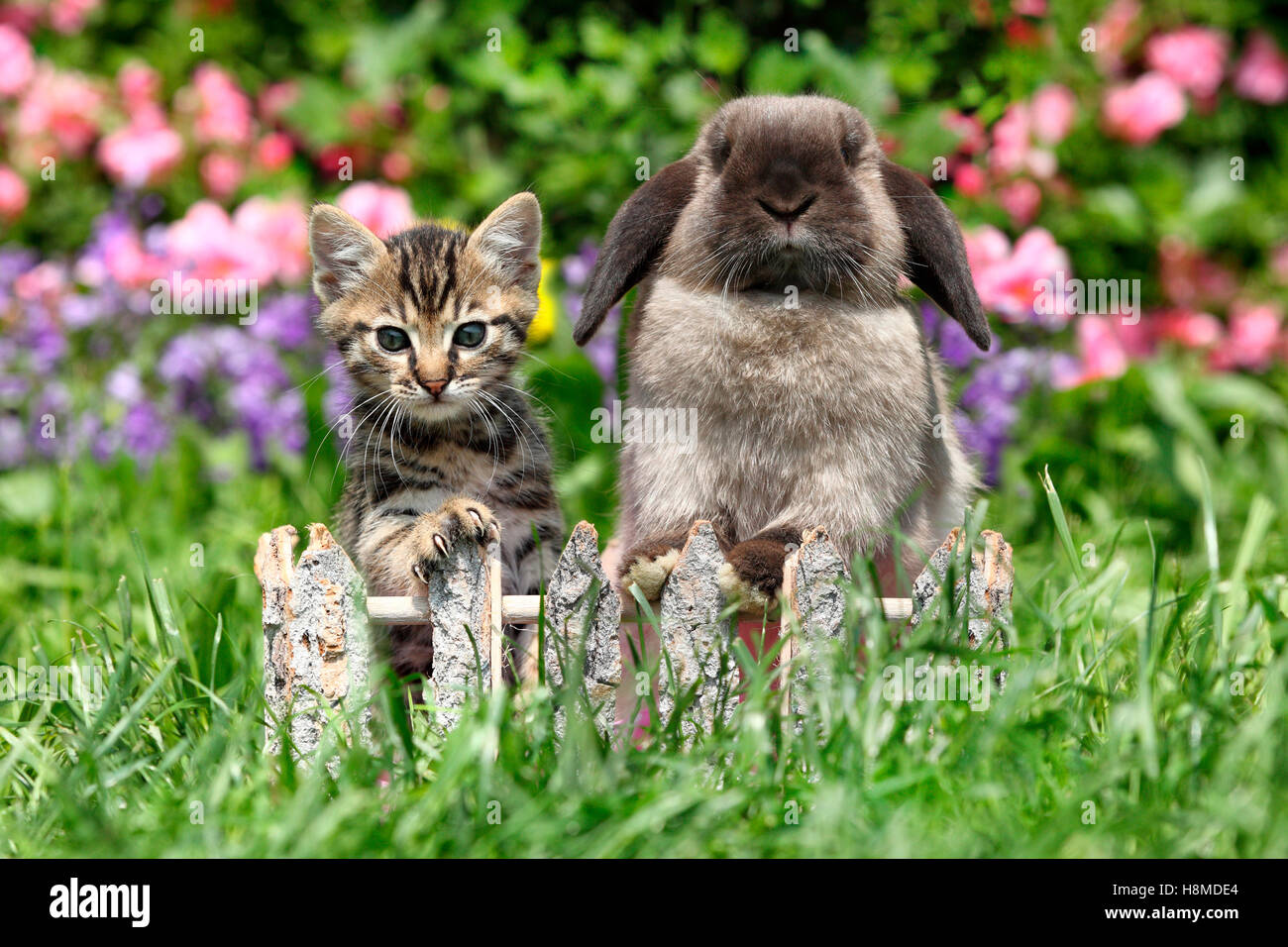 Chat Domestique Et Lapin Nain Chaton 6 Semaines Et D Un Mini Lop Assis Derriere Une Petite Cloture En Bois Dans Un Jardin Allemagne Photo Stock Alamy