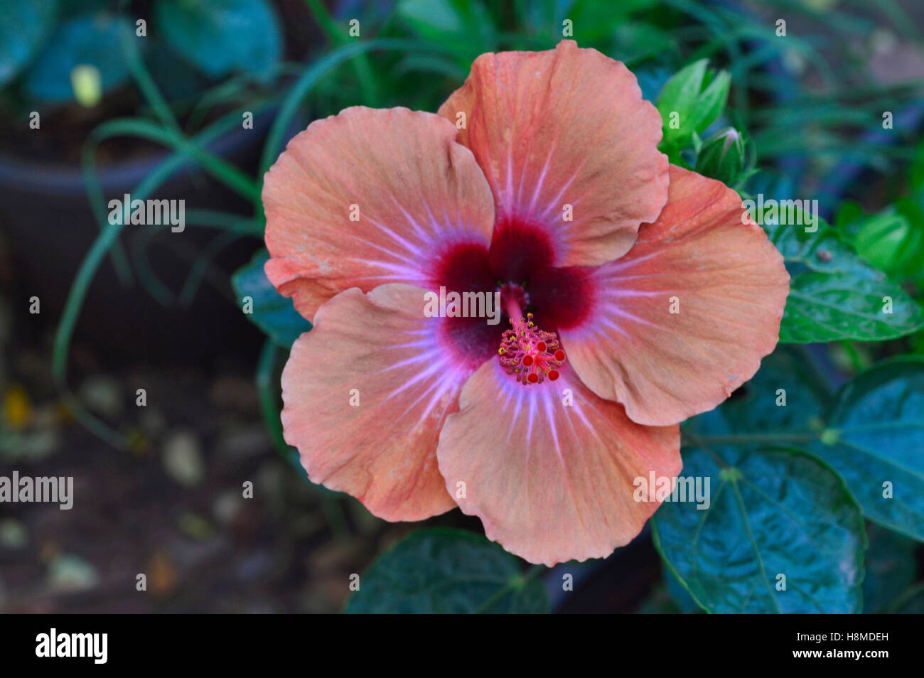 Fleur d'hibiscus orange, Pune Banque D'Images