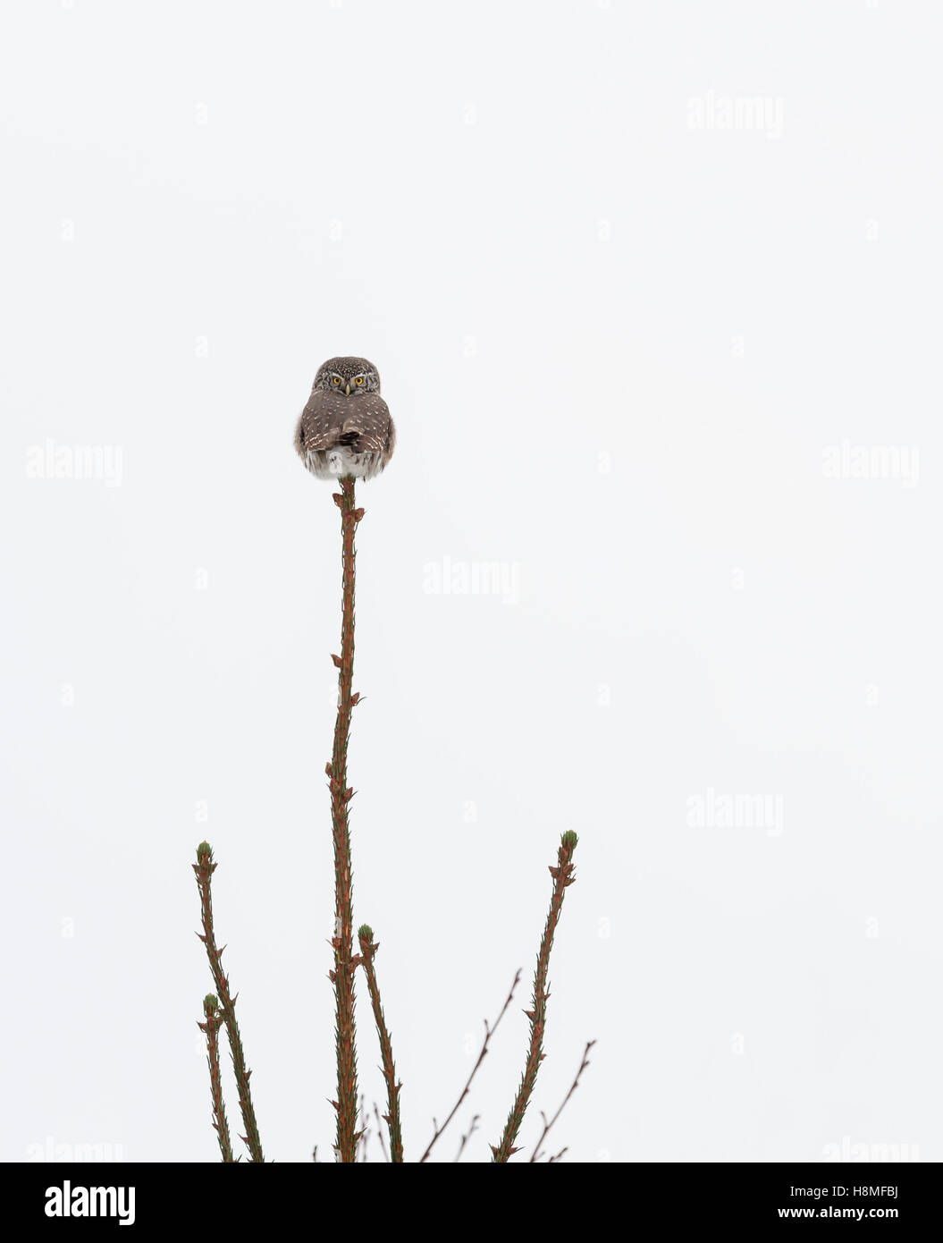 Chouette naine (Glaucidium passerinum) Banque D'Images