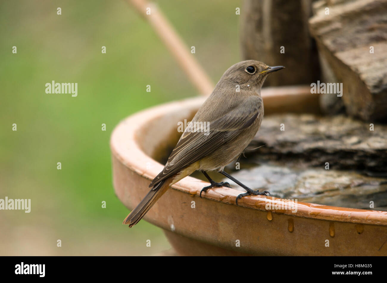 Rougequeue noir Phoenicurus ochruros, boire de la plaque dans le jardin, de l'Espagne. Banque D'Images