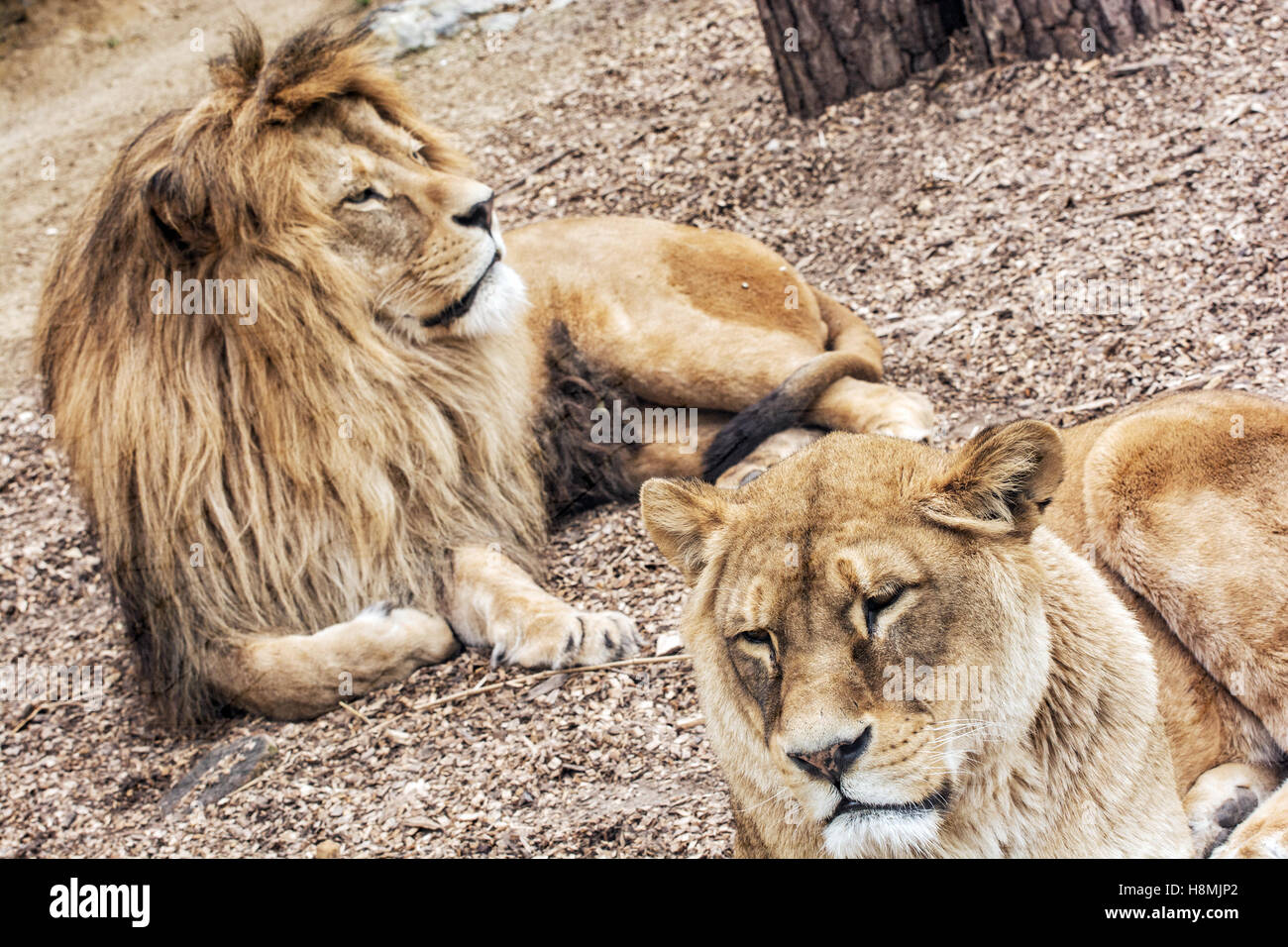 Couple de lions de barbarie Panthera leo leo. L