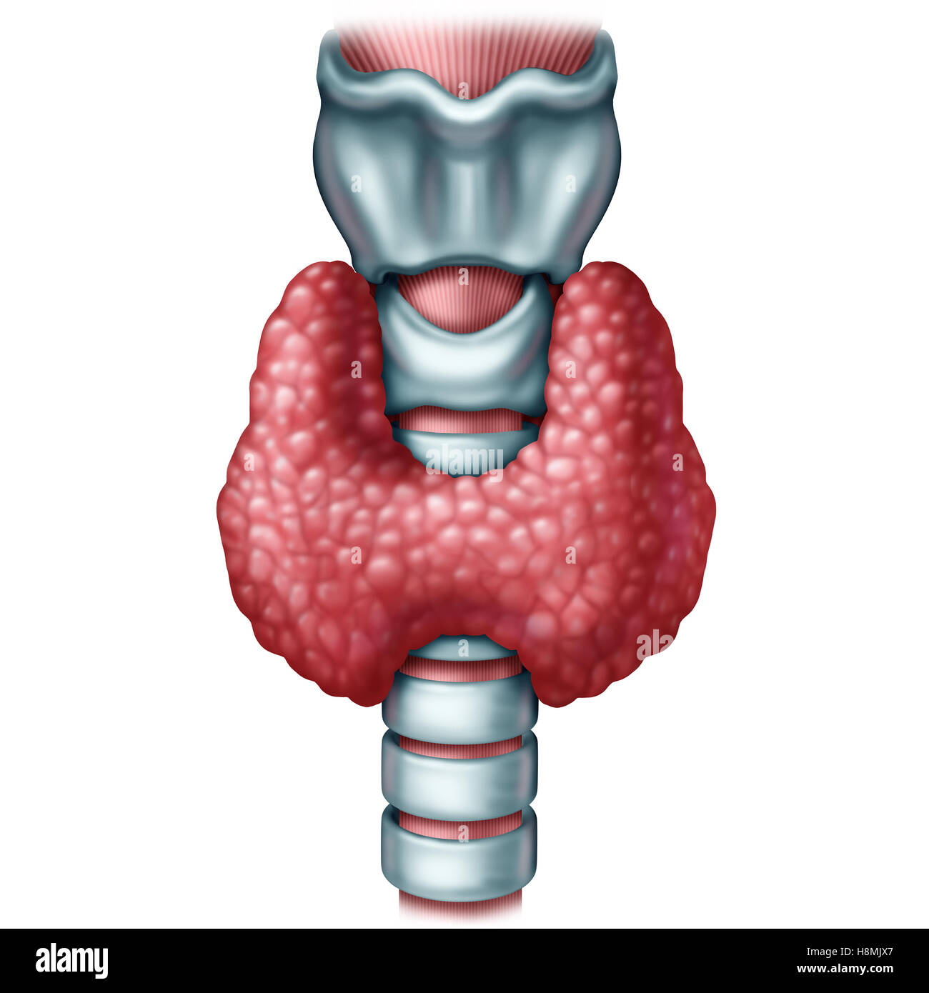 Glande thyroïde concept médical comme un organe humain avec la trachée et larynx comme symbole de la sécrétion d'hormones ou système d'endocrinologie avec 3D illustration d'éléments sur un fond blanc. Banque D'Images