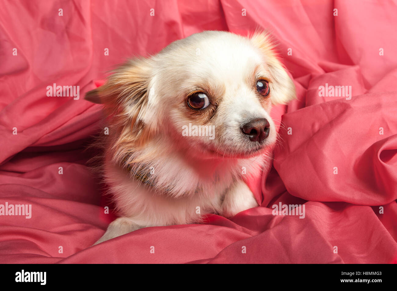 Terrier Chihuahua Mix Banque D Image Et Photos Alamy
