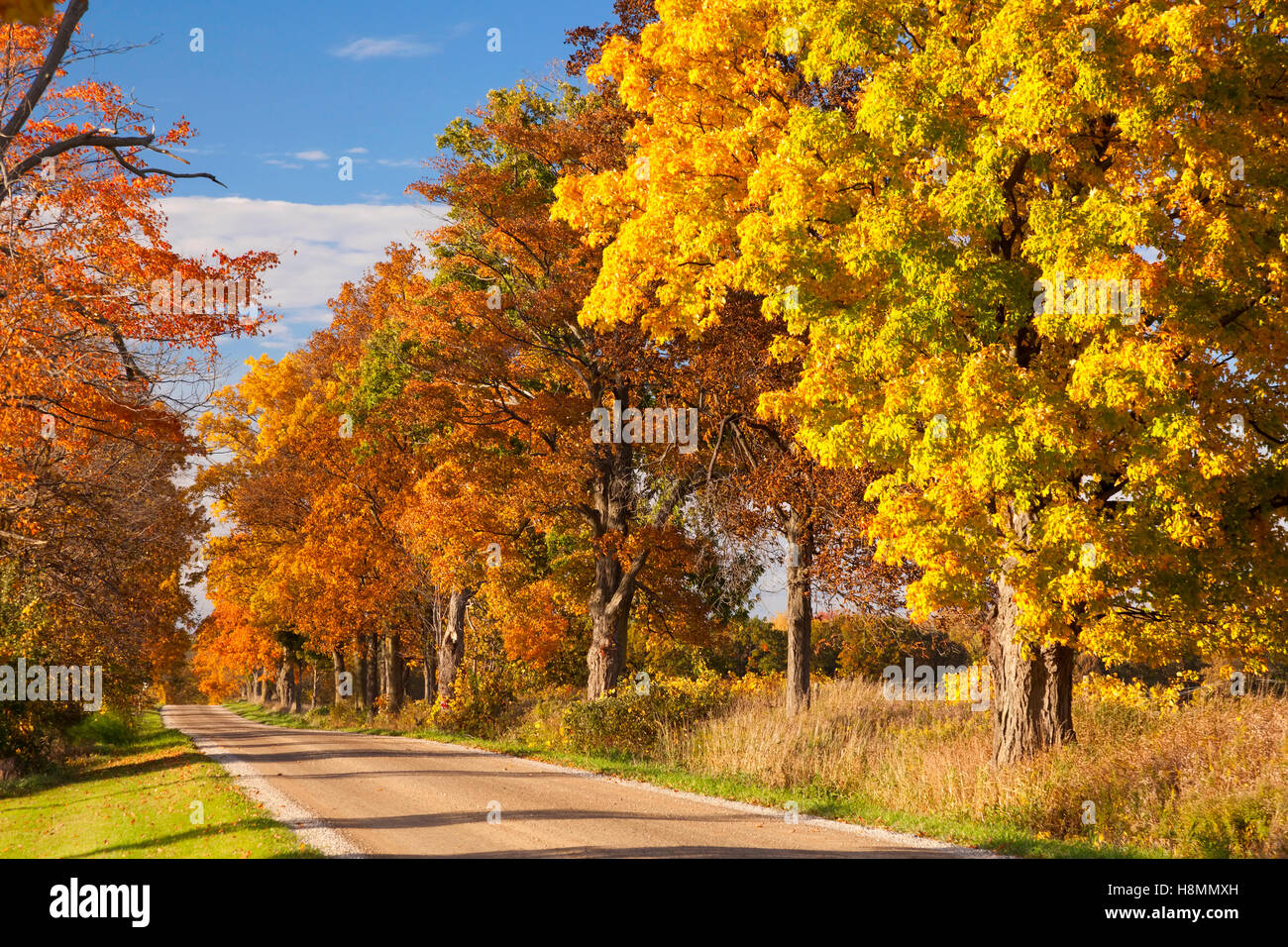 Une route bordée d'affichage des couleurs de l'automne près de Paris, le comté de Brant, en Ontario, Canada. Banque D'Images