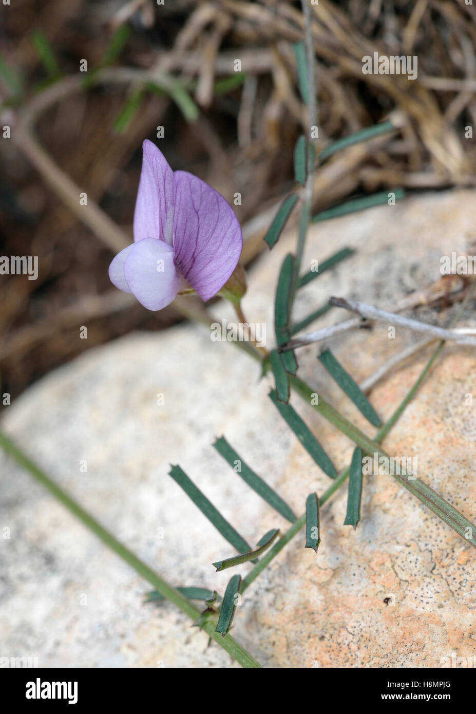 Errance ou vesce Vicia peregrina décousues - fleur sauvage de Chypre Banque D'Images