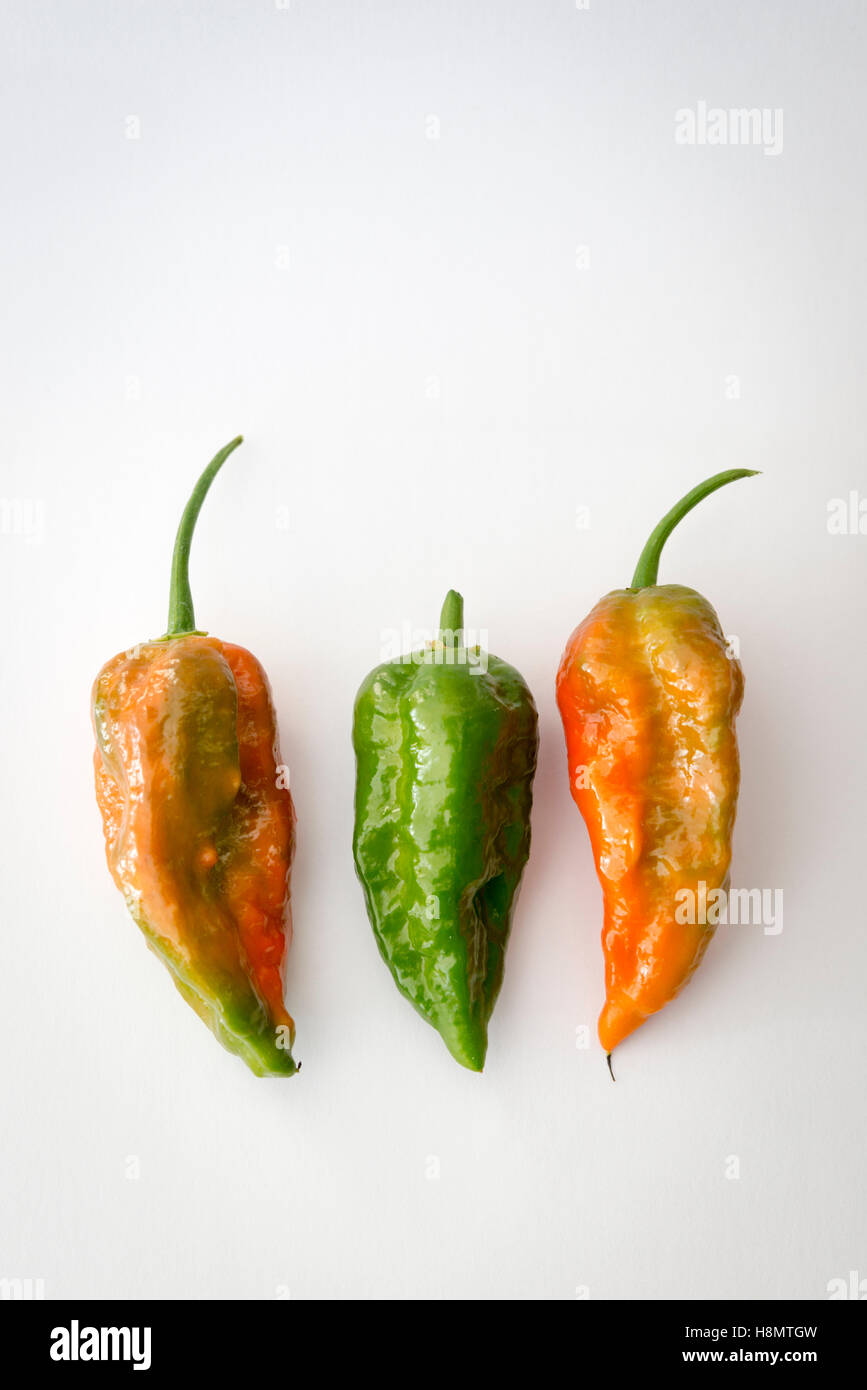 Trois rouges et verts Naga Jolokia Naga Norfolk ou piments sur un fond blanc Banque D'Images
