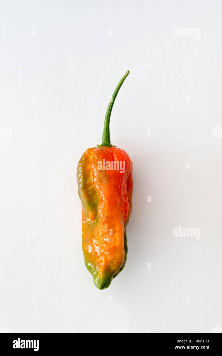 Rouge et vert Un Naga Jolokia Naga Norfolk ou piments sur un fond blanc Banque D'Images