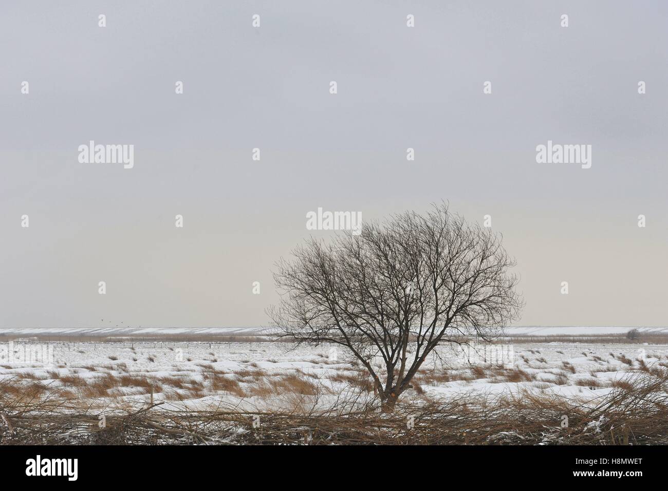 Branches d'un finement ramifiées lonely tree dans le nord de l'île Amrum avec une digue de neige dans l'arrière-plan, le 18 mars 2013 | Le monde d'utilisation Banque D'Images