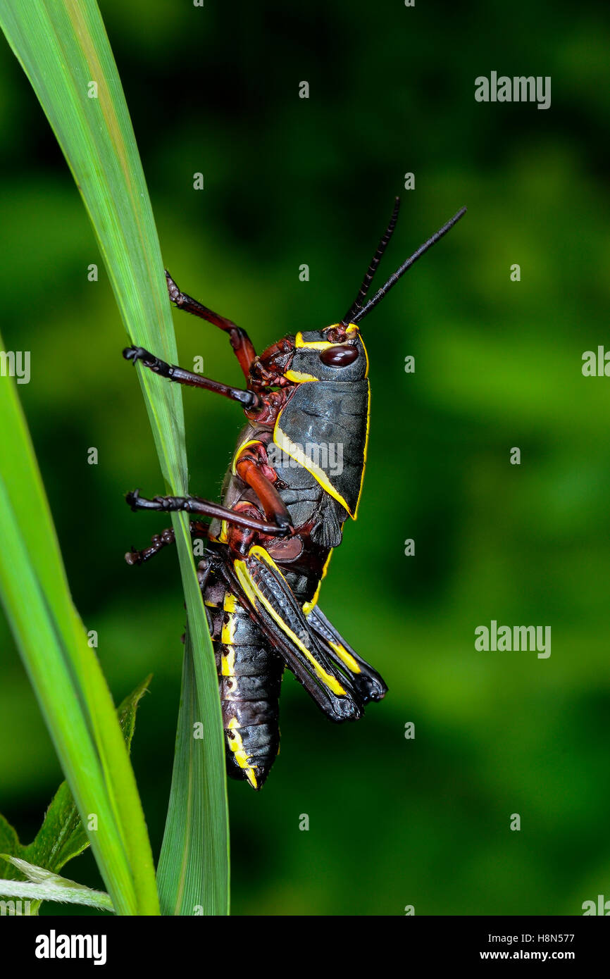 Eastern lubber grasshopper Banque D'Images