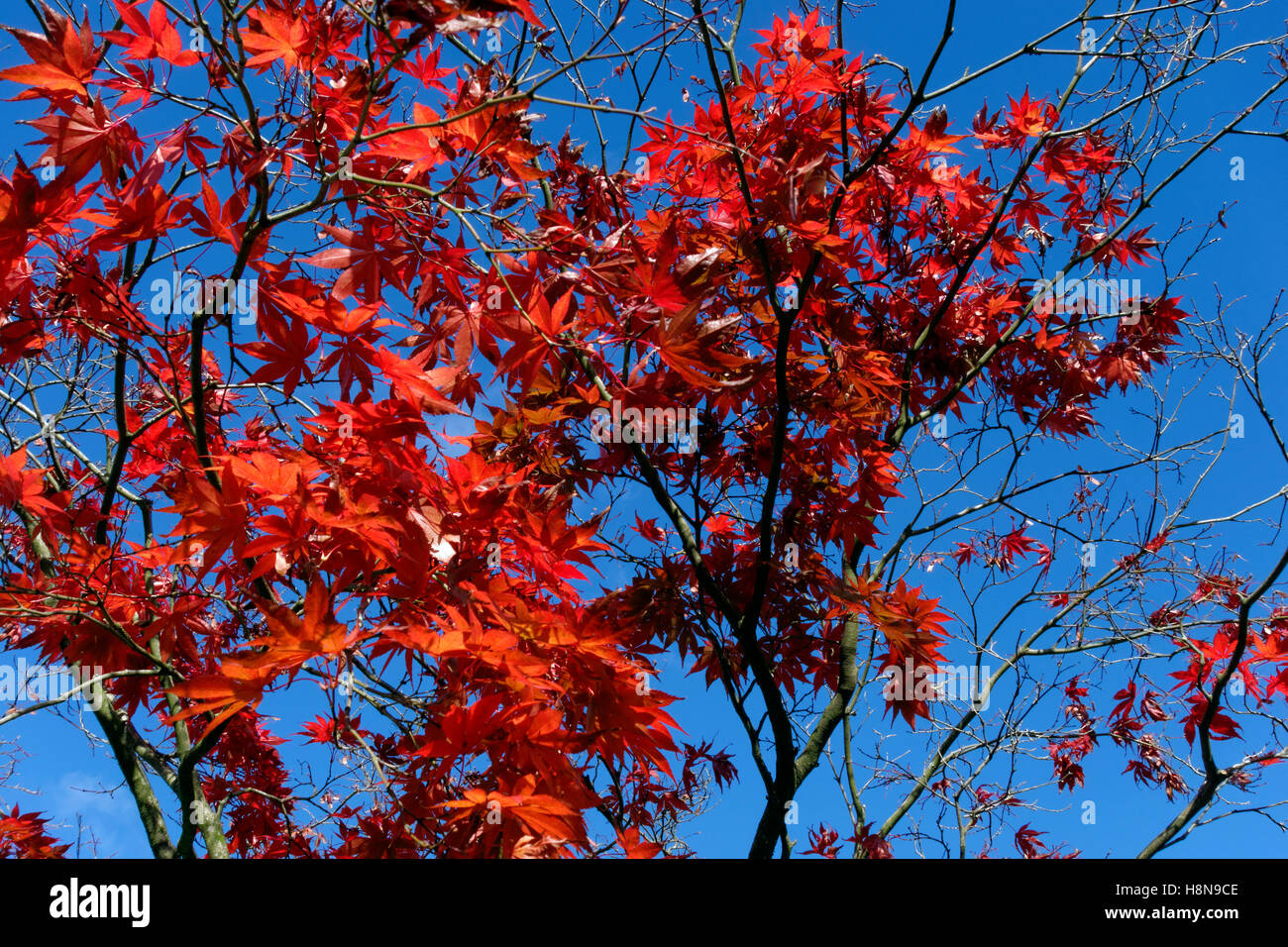 Acer arbres durant l'automne, Bute Park, Cardiff, Pays de Galles. Banque D'Images