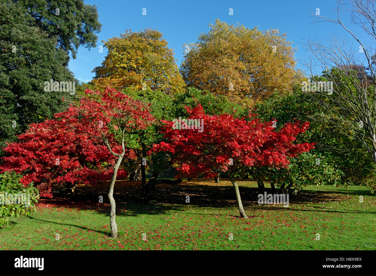 Acer arbres durant l'automne, Bute Park, Cardiff, Pays de Galles. Banque D'Images