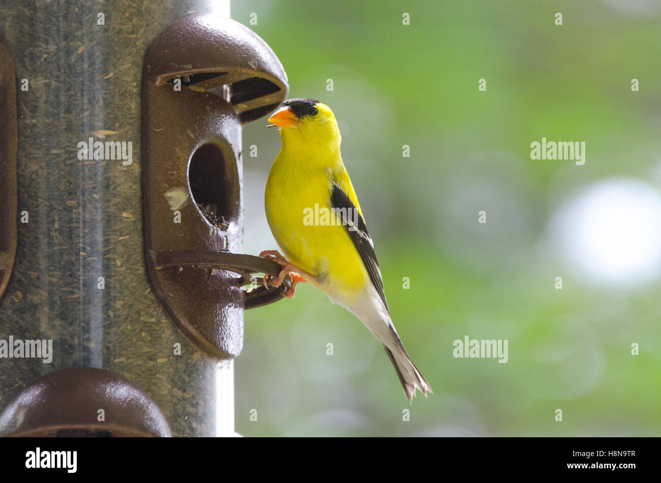 Printemps apporte peu d'oiseaux jaunes, Chardonneret jaune (Spinus tristis). Banque D'Images