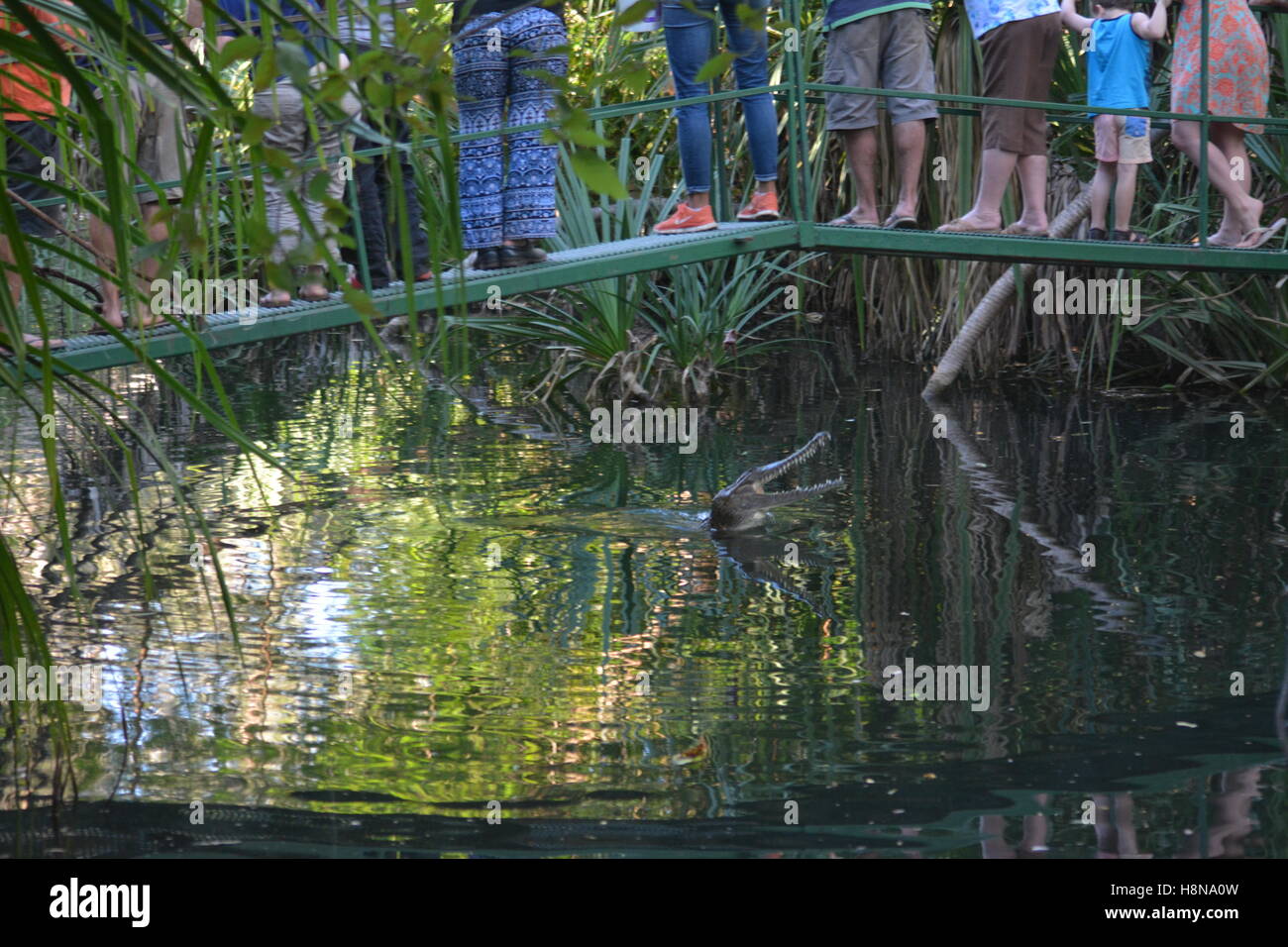 À propos de crocodile à être nourris à Timber Creek Australie Banque D'Images