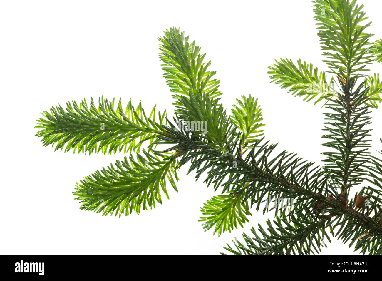 , Sitka-Fichte Sitkafichte, Picea sitchensis épinette de Sitka, L'Épinette de Sitka, Chêne de France. Blatt, Blätter, feuille, feuilles Banque D'Images