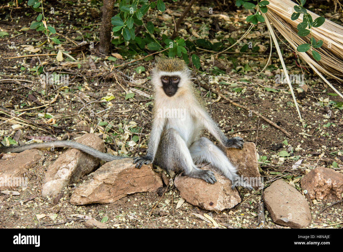 Singe mignon, Chlorocebus pygerythrus, assis, looking at camera, Buffalo Springs, Réserve nationale de Samburu, Kenya, Africa Banque D'Images