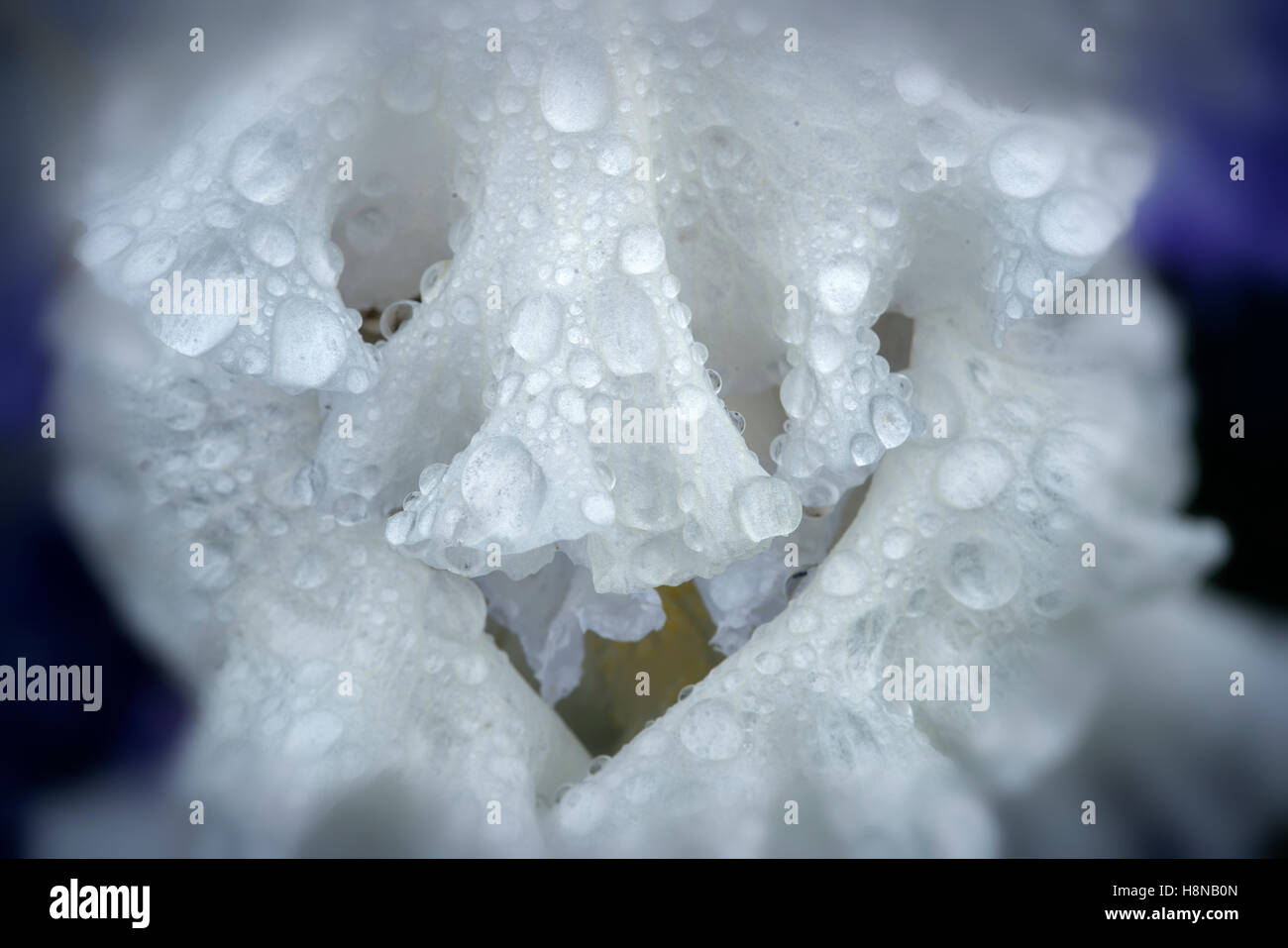 Close up of iris fleur avec gouttes de pluie. Schriners Jardin d'Iris. Oregon Banque D'Images