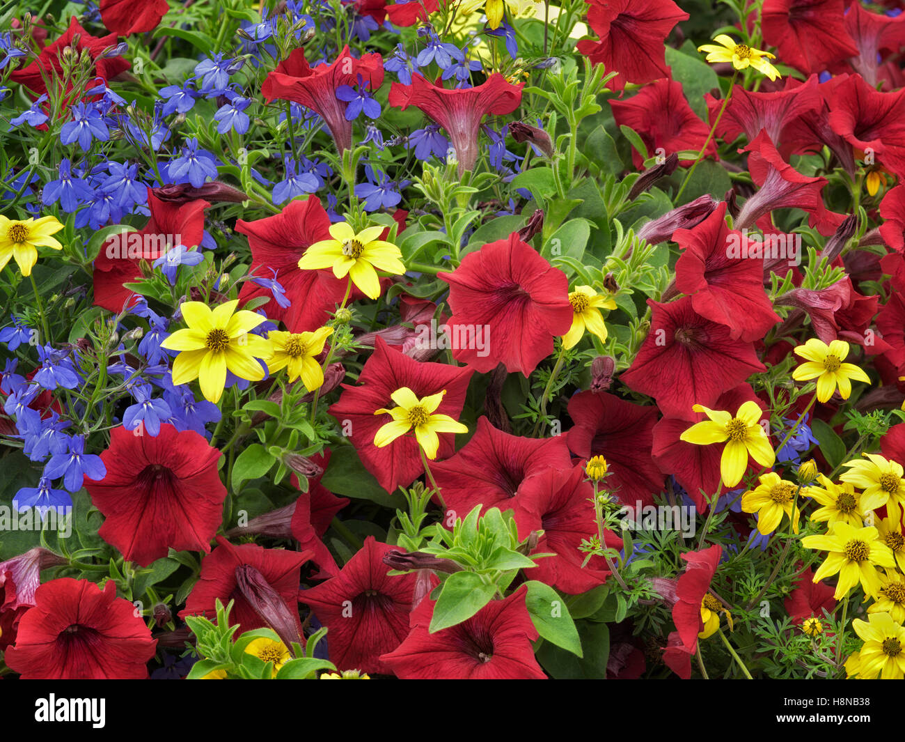 Fleurs mixtes close up. Oregon Banque D'Images