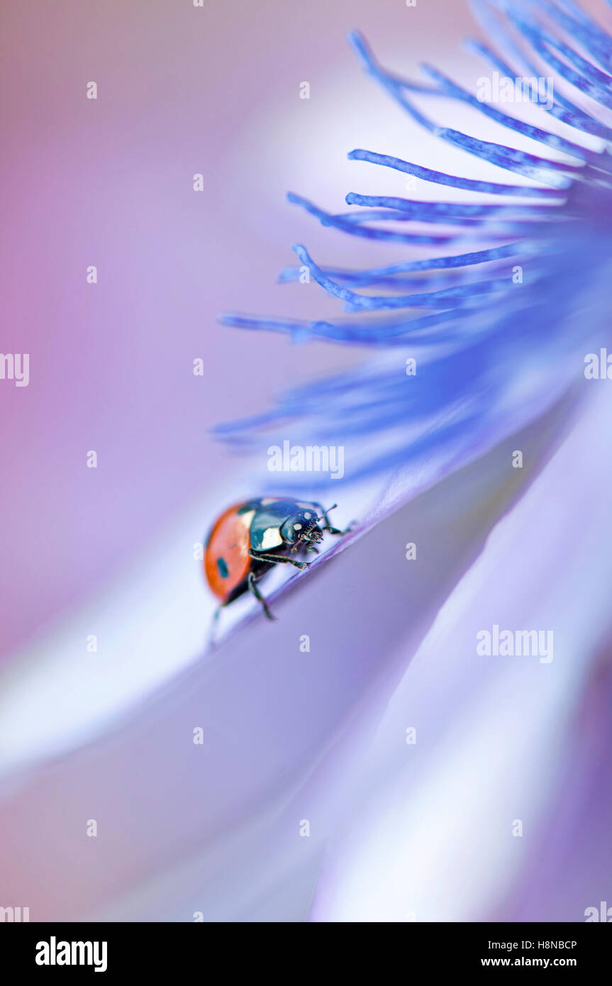 Un 7-spot Ladybird sur une fleur de la Passion Banque D'Images