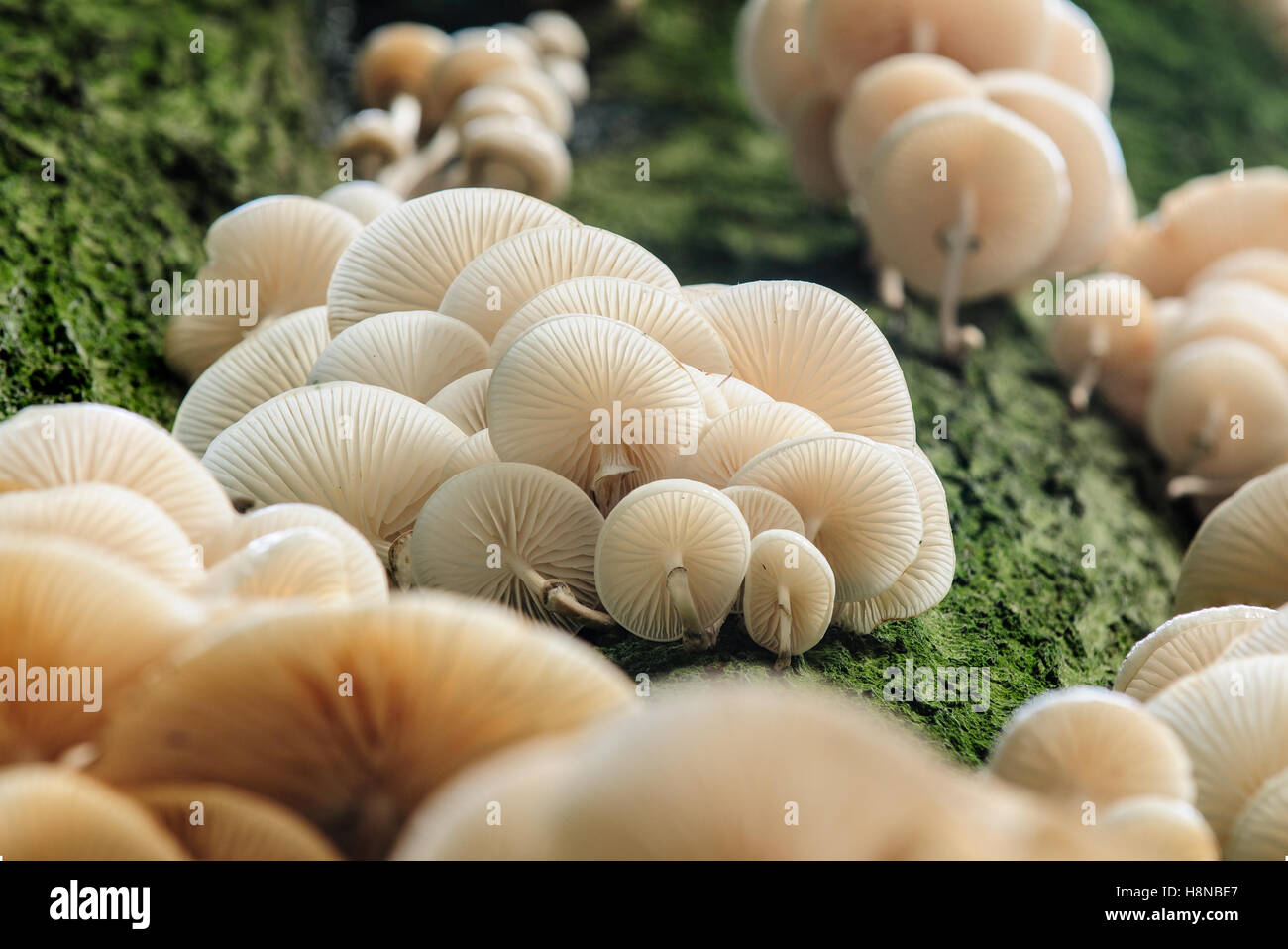 Les lamelles et de souches de champignons en porcelaine (Oudemansiella mucida) Banque D'Images
