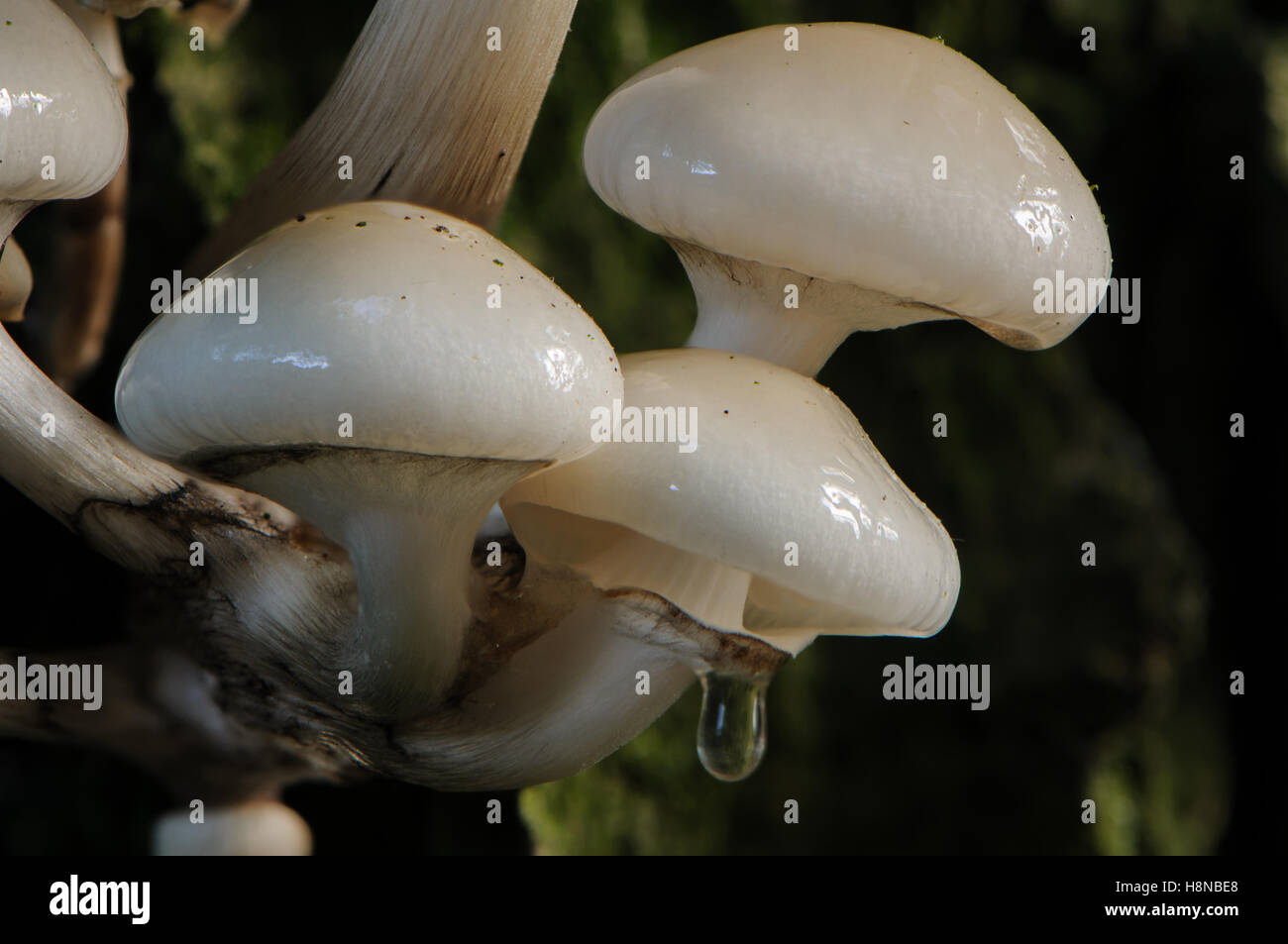 Tasses de champignons (Oudemansiella mucida) Banque D'Images