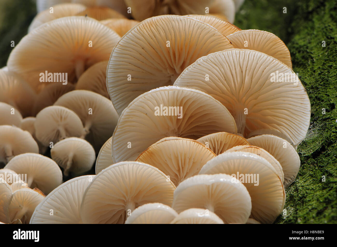 Les lamelles et de souches de champignons en porcelaine (Oudemansiella mucida) Banque D'Images