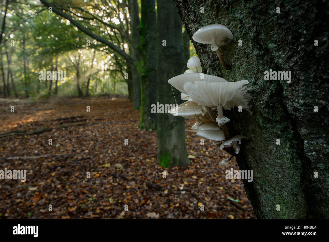 Tasses de champignons (Oudemansiella mucida) sur un beech tree, avec des rayons dans un automne hêtre lane et forêt. Banque D'Images