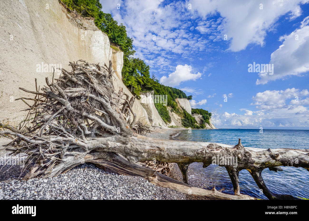Falaise de craie à la côte du parc national de Jasmund, près de Königsstuhl (Président), du Roi de l'île de Rügen, Mecklenburg-Vorpommern, Allemagne Banque D'Images