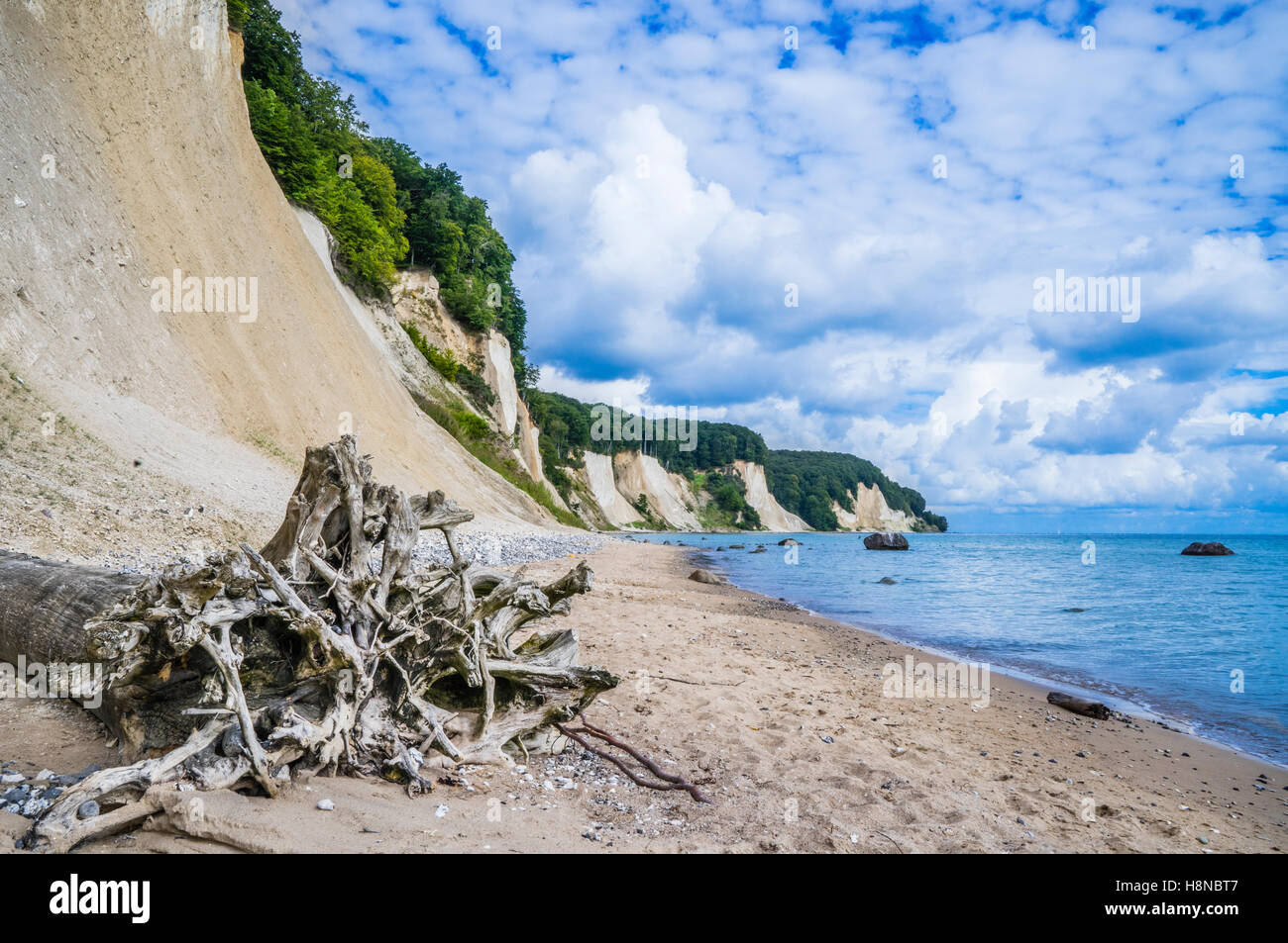Falaise de craie à la côte du parc national de Jasmund, près de Königsstuhl (Président), du Roi de l'île de Rügen, Mecklenburg-Vorpommern, Allemagne Banque D'Images