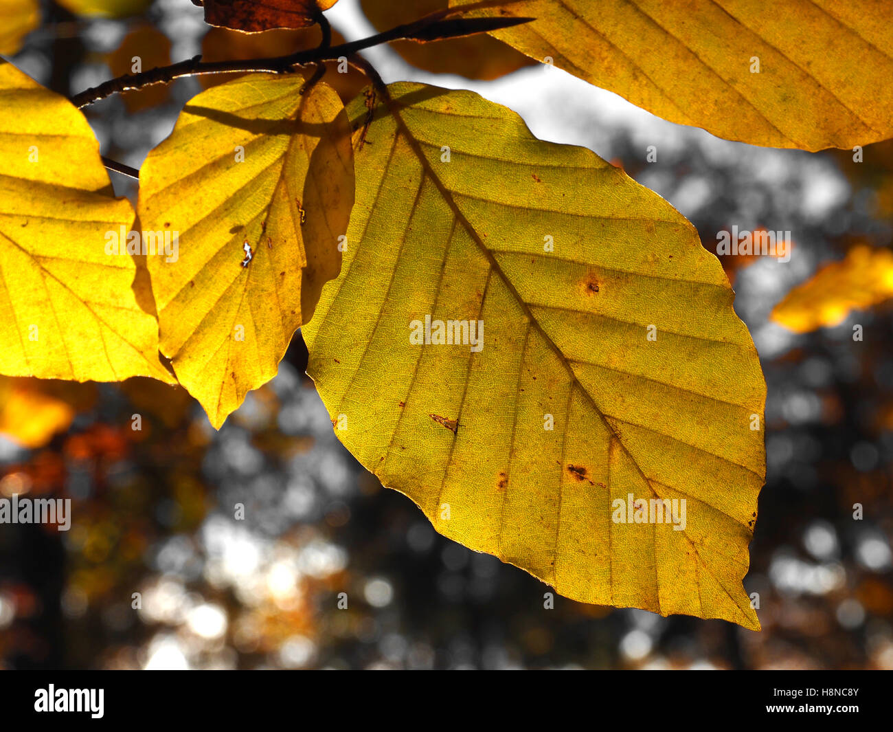 Couleurs d'automne lumineux d'un Beech tree leaf Banque D'Images