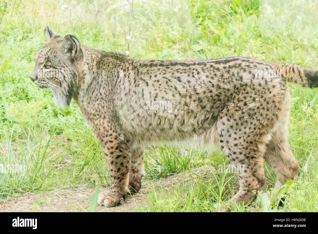 Lynx pardinus, le lynx ibérique Banque D'Images