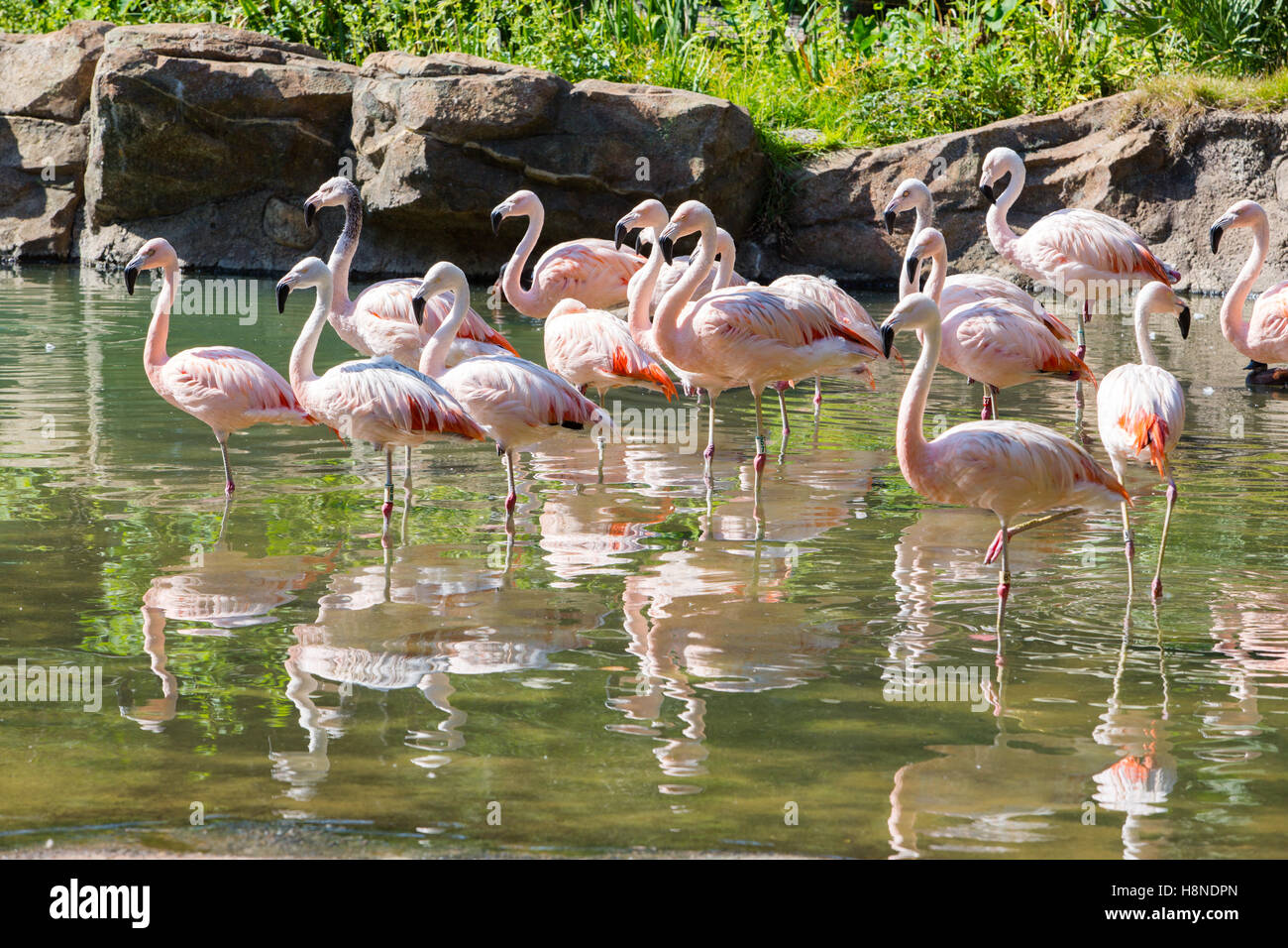 Flamingo Photo de Zoo de Houston Banque D'Images