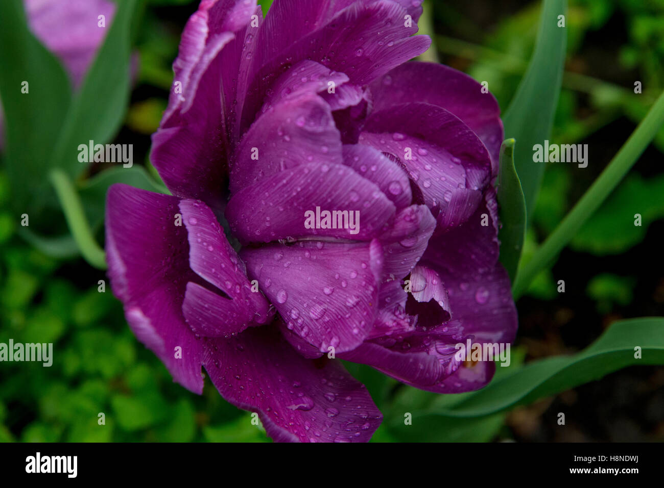 Fleur de tulipe pourpre rosée du matin Banque D'Images